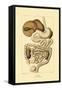 Digestive System, 1833-39-null-Framed Stretched Canvas