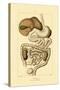 Digestive System, 1833-39-null-Stretched Canvas