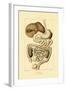 Digestive System, 1833-39-null-Framed Giclee Print