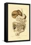 Digestive System, 1833-39-null-Framed Stretched Canvas