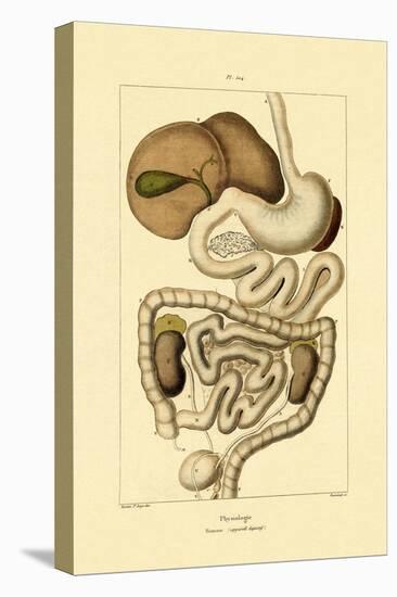 Digestive System, 1833-39-null-Stretched Canvas