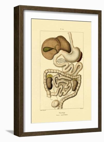 Digestive System, 1833-39-null-Framed Giclee Print