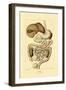 Digestive System, 1833-39-null-Framed Giclee Print