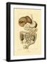 Digestive System, 1833-39-null-Framed Giclee Print