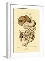 Digestive System, 1833-39-null-Framed Giclee Print
