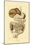 Digestive System, 1833-39-null-Mounted Giclee Print