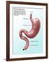 Digestive System, Illustration-Gwen Shockey-Framed Giclee Print