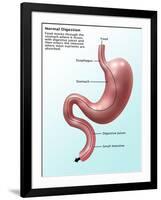 Digestive System, Illustration-Gwen Shockey-Framed Giclee Print