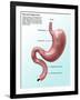 Digestive System, Illustration-Gwen Shockey-Framed Giclee Print