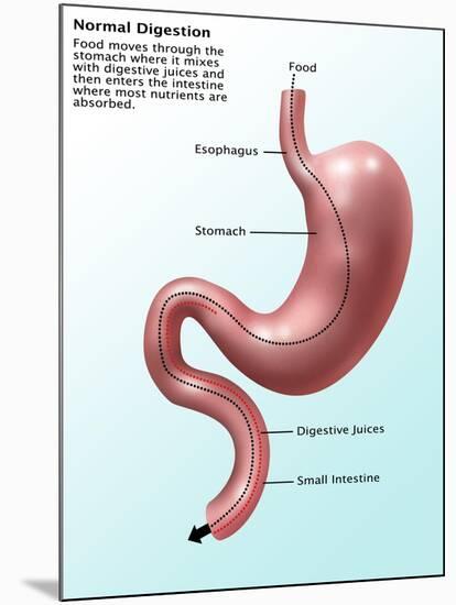 Digestive System, Illustration-Gwen Shockey-Mounted Giclee Print