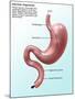 Digestive System, Illustration-Gwen Shockey-Mounted Giclee Print