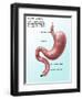 Digestive System, Illustration-Gwen Shockey-Framed Giclee Print