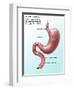 Digestive System, Illustration-Gwen Shockey-Framed Giclee Print