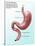 Digestive System, Illustration-Gwen Shockey-Stretched Canvas
