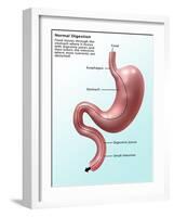 Digestive System, Illustration-Gwen Shockey-Framed Giclee Print