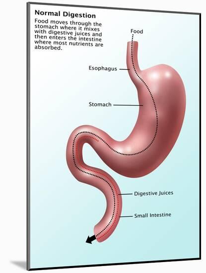 Digestive System, Illustration-Gwen Shockey-Mounted Giclee Print