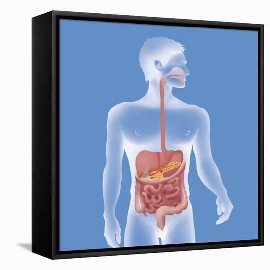 Digestive System, Illustration-Caroline Arquevaux-Framed Stretched Canvas