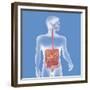 Digestive System, Illustration-Caroline Arquevaux-Framed Giclee Print