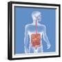 Digestive System, Illustration-Caroline Arquevaux-Framed Giclee Print