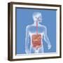 Digestive System, Illustration-Caroline Arquevaux-Framed Giclee Print