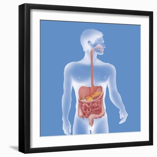 Digestive System, Illustration-Caroline Arquevaux-Framed Giclee Print