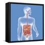 Digestive System, Illustration-Caroline Arquevaux-Framed Stretched Canvas