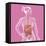 Digestive System, Illustration-Caroline Arquevaux-Framed Stretched Canvas