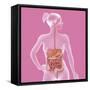 Digestive System, Illustration-Caroline Arquevaux-Framed Stretched Canvas