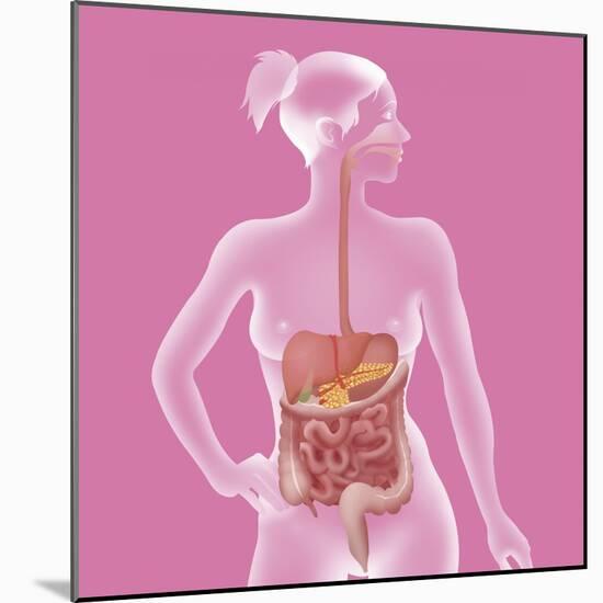 Digestive System, Illustration-Caroline Arquevaux-Mounted Giclee Print