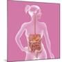 Digestive System, Illustration-Caroline Arquevaux-Mounted Giclee Print