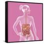 Digestive System, Illustration-Caroline Arquevaux-Framed Stretched Canvas