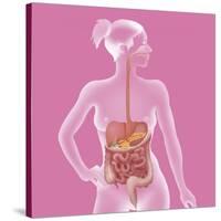 Digestive System, Illustration-Caroline Arquevaux-Stretched Canvas