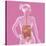 Digestive System, Illustration-Caroline Arquevaux-Stretched Canvas