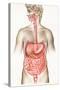 Digestive System-John Bavosi-Stretched Canvas