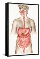 Digestive System-John Bavosi-Framed Stretched Canvas