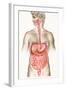 Digestive System-John Bavosi-Framed Premium Photographic Print