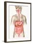 Digestive System-John Bavosi-Framed Premium Photographic Print