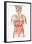 Digestive System-John Bavosi-Framed Premium Photographic Print