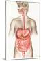 Digestive System-John Bavosi-Mounted Premium Photographic Print