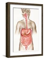 Digestive System-John Bavosi-Framed Photographic Print