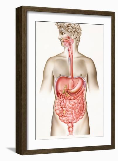Digestive System-John Bavosi-Framed Photographic Print