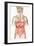 Digestive System-John Bavosi-Framed Photographic Print