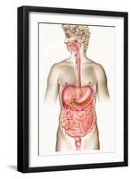 Digestive System-John Bavosi-Framed Photographic Print