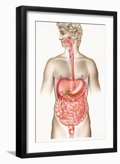 Digestive System-John Bavosi-Framed Photographic Print