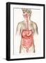 Digestive System-John Bavosi-Framed Photographic Print