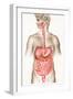 Digestive System-John Bavosi-Framed Photographic Print