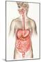 Digestive System-John Bavosi-Mounted Photographic Print