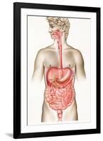 Digestive System-John Bavosi-Framed Photographic Print