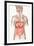 Digestive System-John Bavosi-Framed Photographic Print