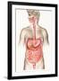 Digestive System-John Bavosi-Framed Photographic Print